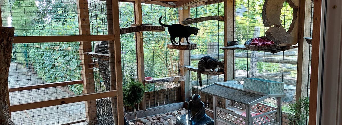 Katzen klettern und ruhen auf Holzstämmen im komplett gesicherten, überdachten Freigehege mit Blick ins Grüne