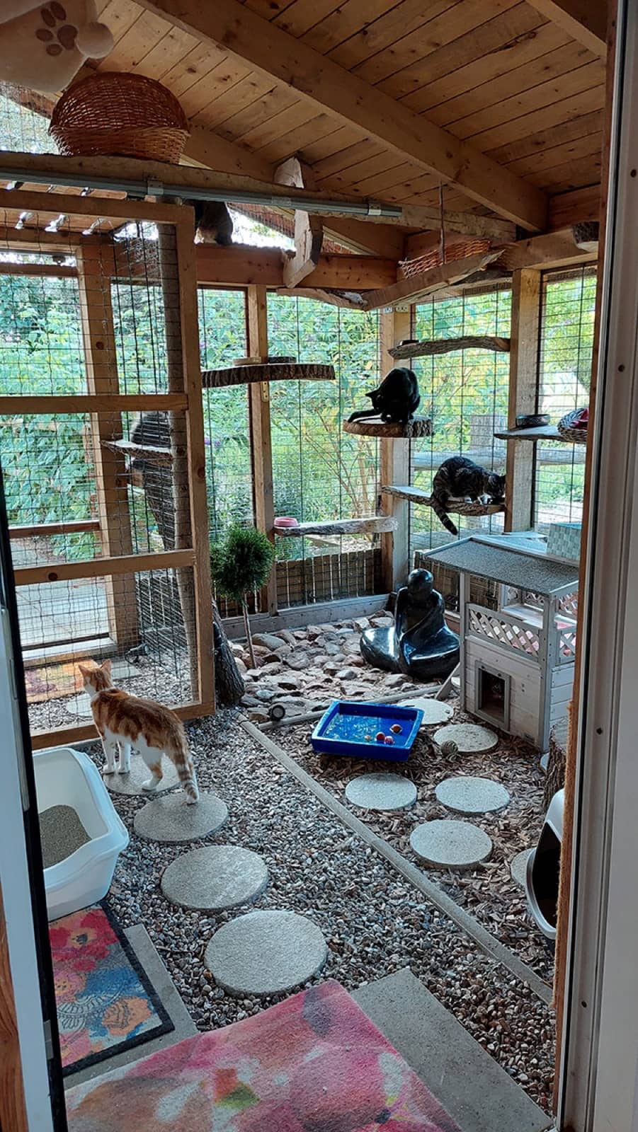 Mehrere Katzen erkunden das gesicherte, überdachte Freigehege