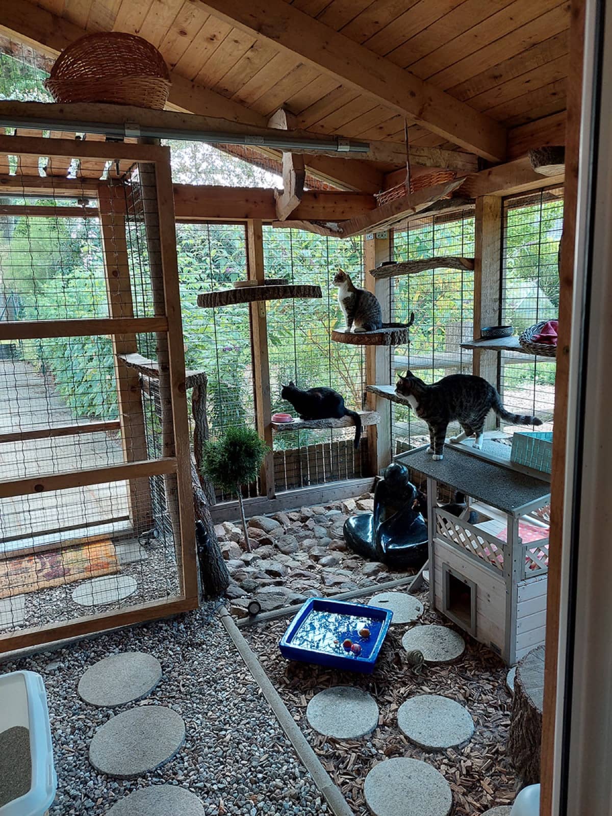 Katzen klettern und beobachten im überdachten Freigehege