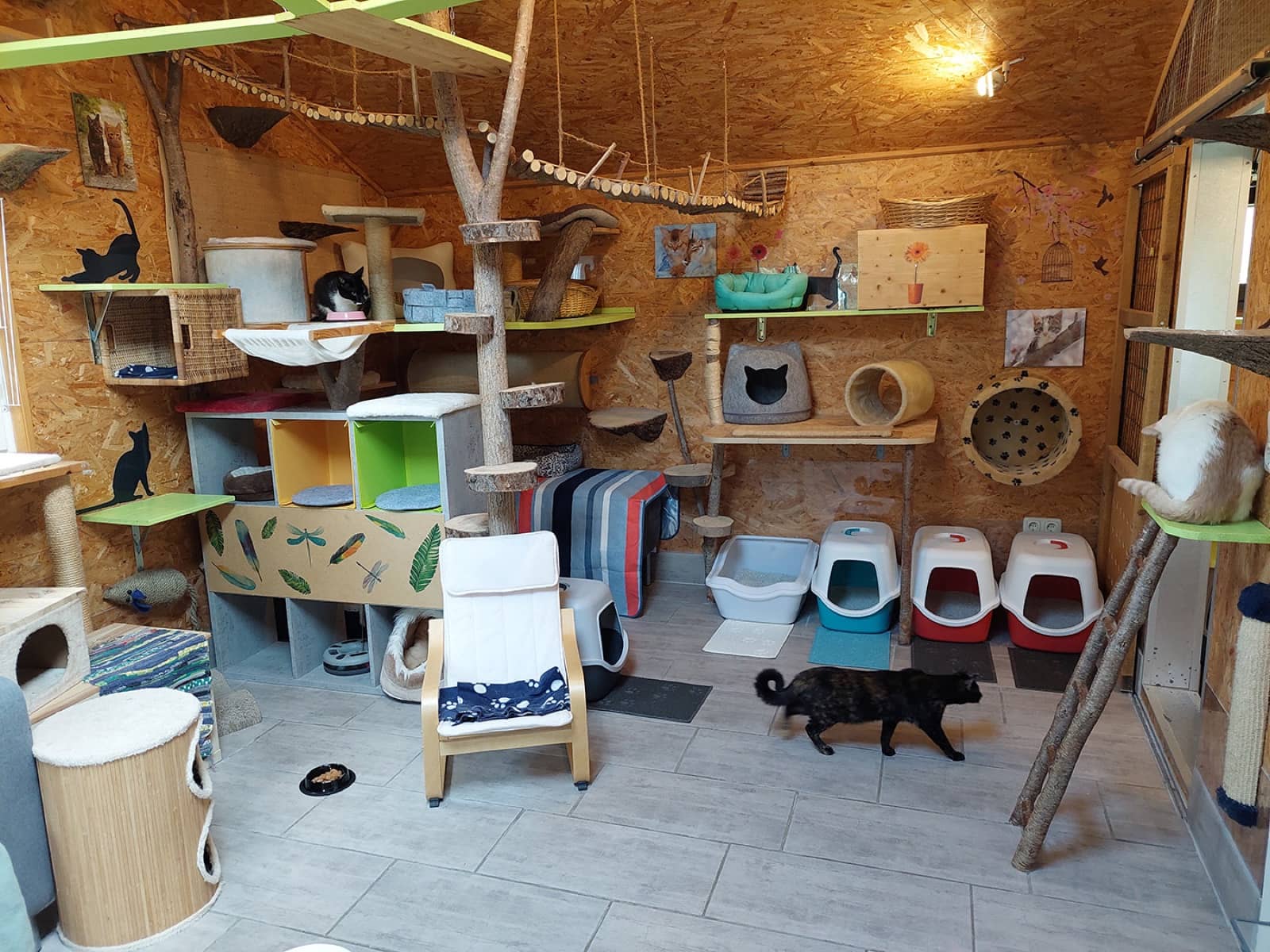 Neugierige Katze am großen Katzenbaum