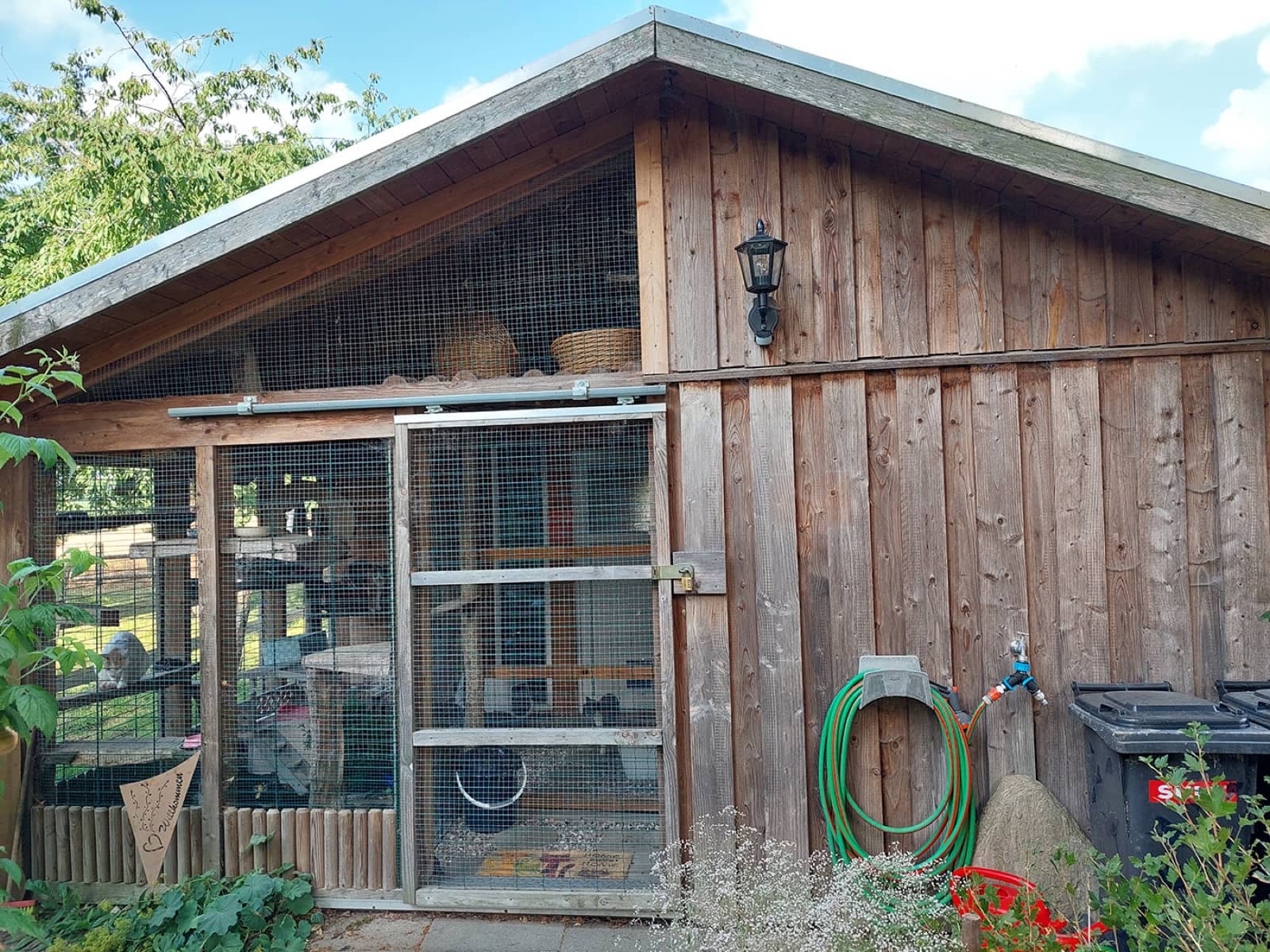 Katze schaut aus dem Freigehege in den Garten