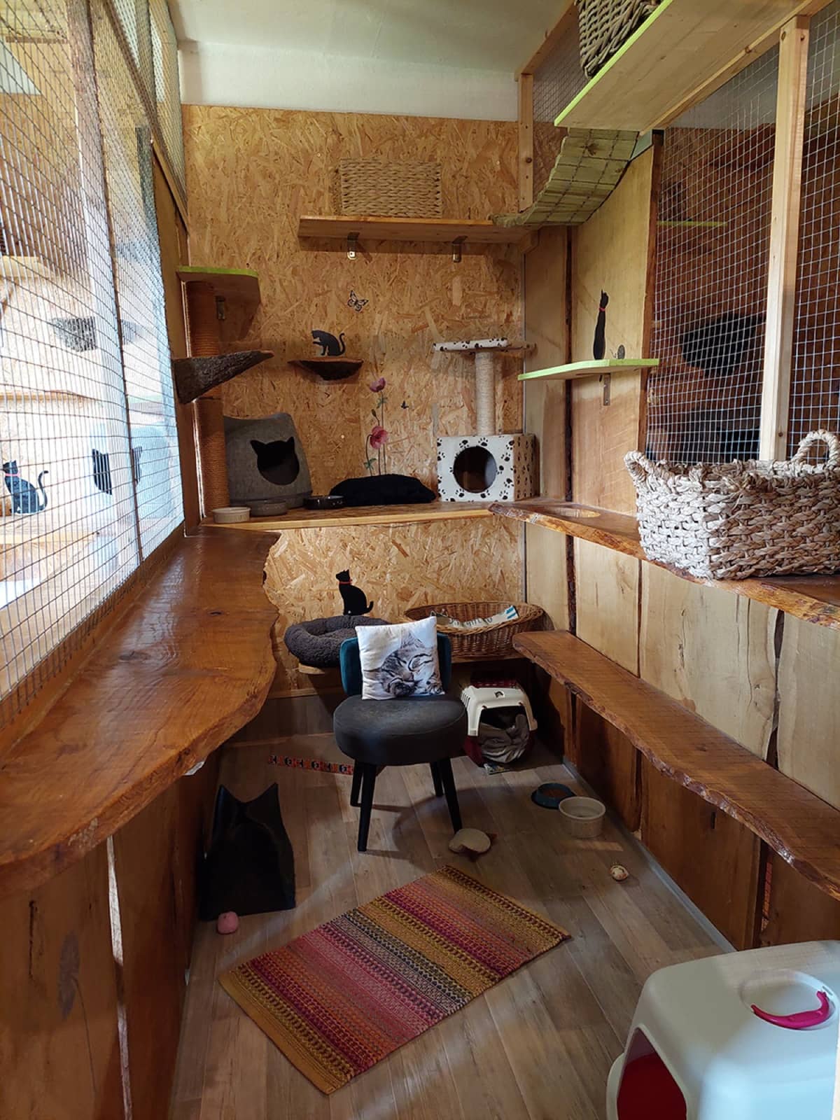 Zwei Katzen ruhen nebeneinander im Innenbereich