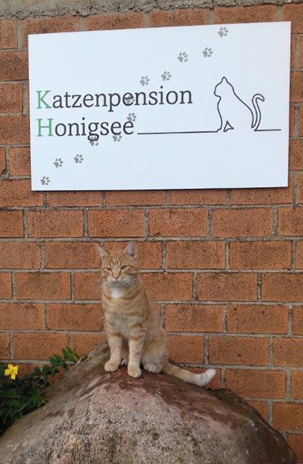 Getigerter Kater sitzt vor dem Schild der Katzenpension Honigsee
