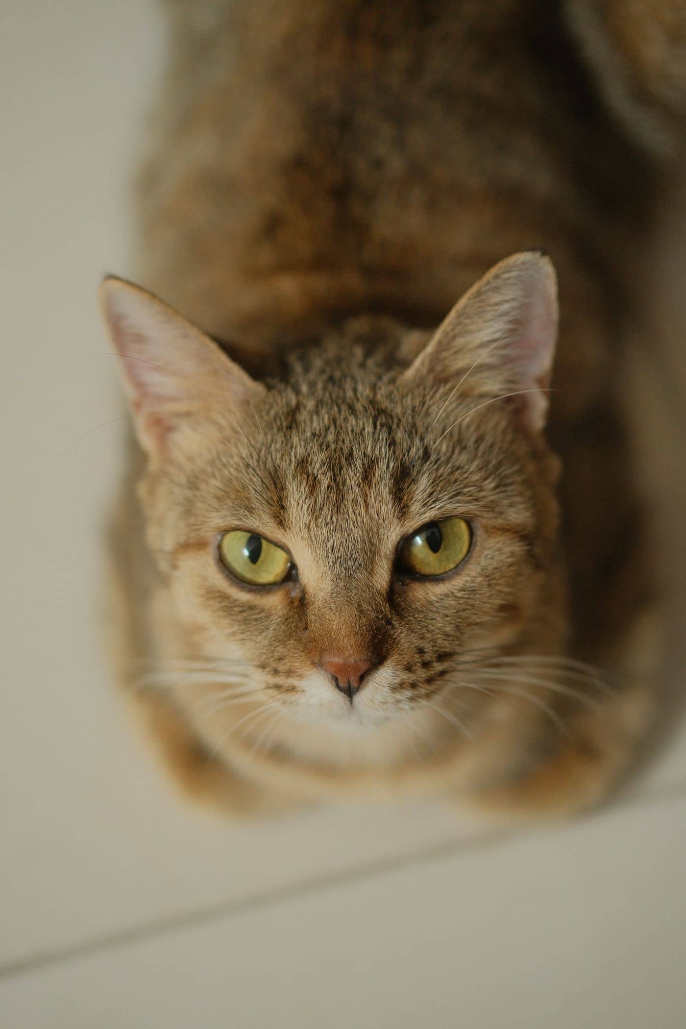 Getigerte Katze mit ruhigem, freundlichem Blick vor warmem, hellem Hintergrund