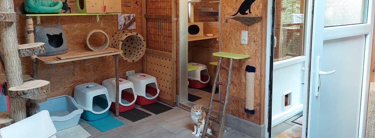Heller Innenbereich mit mehreren Katzentoiletten, Kletterbaum und einer Tür mit Katzenklappe zum Freigehege
